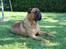 Bullmastiff Simba - April 2011