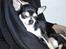 Chihuahua Pini (your beautifull) R.I.P ! :( - Det her er min første dag hjemme ved Min mor og far.. De er de bedste :) 