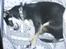 Chihuahua Pini (your beautifull) R.I.P ! :( - Sovetryne.