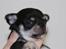 Chihuahua Pini (your beautifull) R.I.P ! :( - Nuttet er jeg da :)) ikk? 