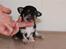 Chihuahua Pini (your beautifull) R.I.P ! :( - Så lille var jeg engang (: