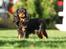 Cavalier king charles spaniel Jade