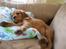 Blanding af racer Nala