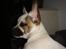 Blanding af racer Fiona ( Fransk Bulldog - Chihauhau) Bullhauhau.