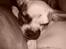 Blanding af racer Fiona ( Fransk Bulldog - Chihauhau) Bullhauhau.