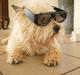 Cairn terrier Rusti