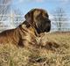 Mastiff Engelsk Mastiff, Bodil