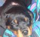 Rottweiler Von Hause Nomis Liva (RIP) 