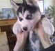 Siberian husky Zacky