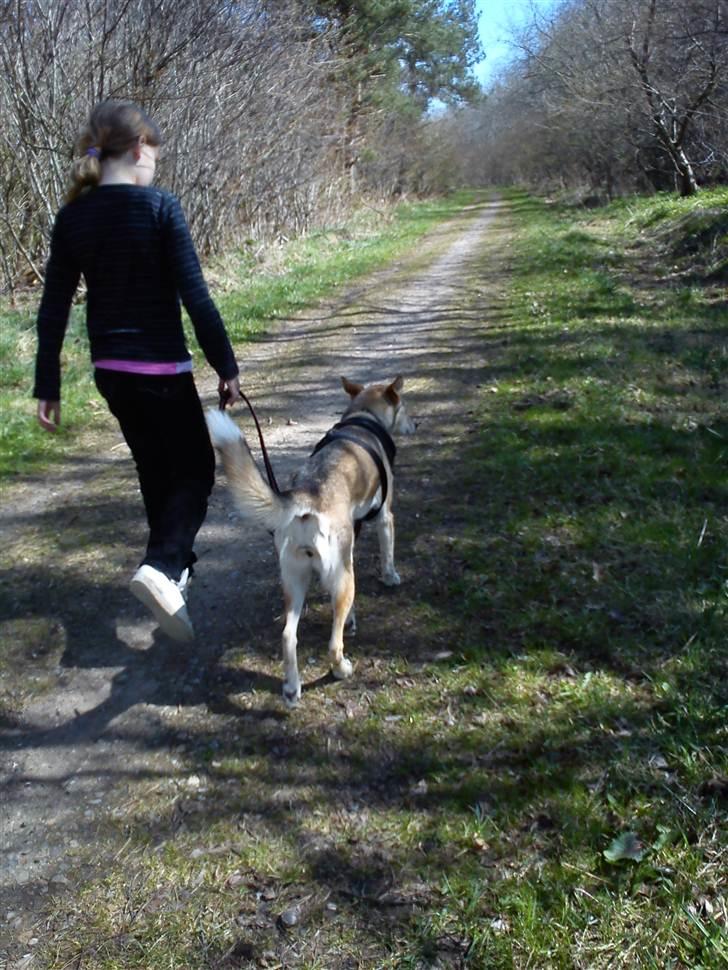 Blanding af racer Bonnie  billede 2