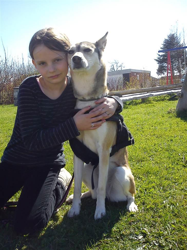 Blanding af racer Bonnie  billede 3