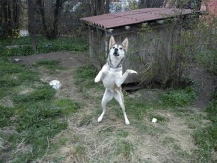 Blanding af racer Bonnie  billede 4