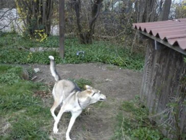 Blanding af racer Bonnie  billede 6