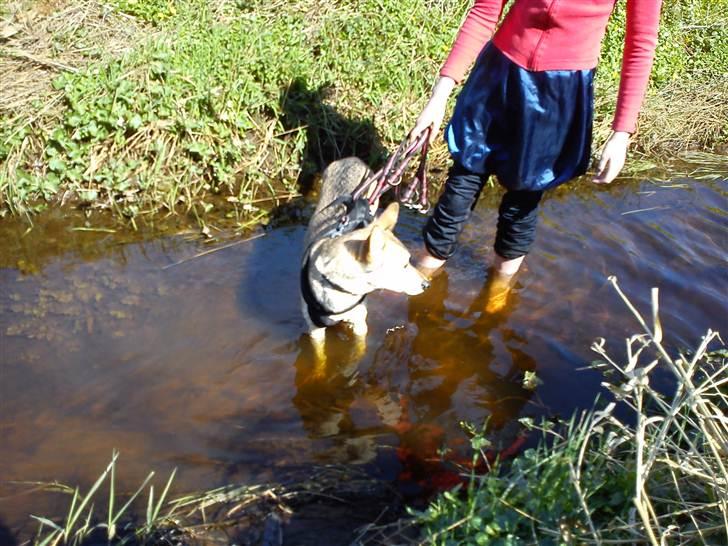 Blanding af racer Bonnie  billede 10