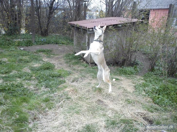 Blanding af racer Bonnie  billede 11