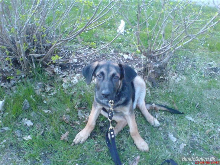 Blanding af racer Enzo Savner dig basse billede 1