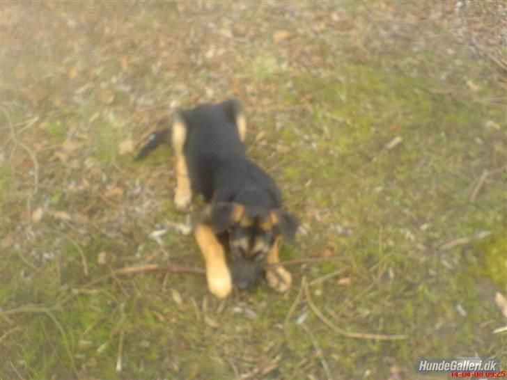 Blanding af racer Enzo Savner dig basse billede 2