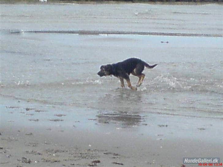 Blanding af racer Enzo Savner dig basse billede 3