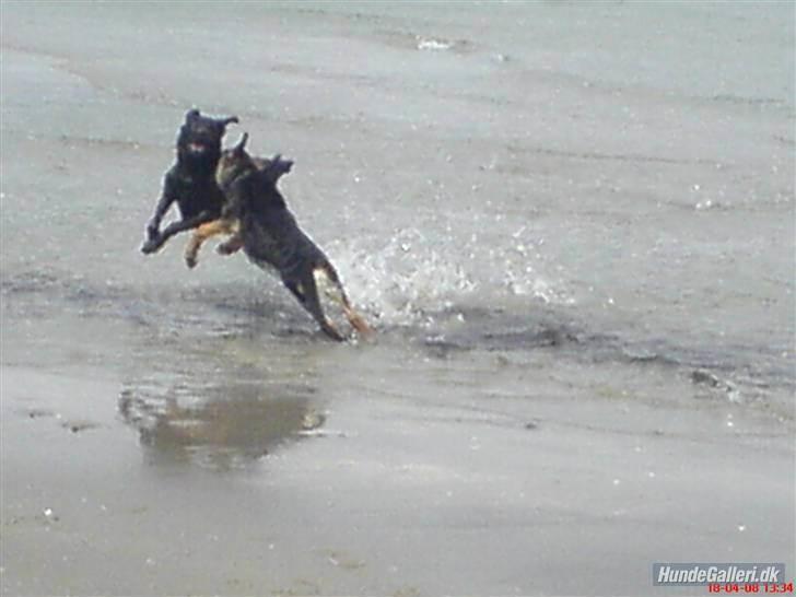 Blanding af racer Enzo Savner dig basse billede 4