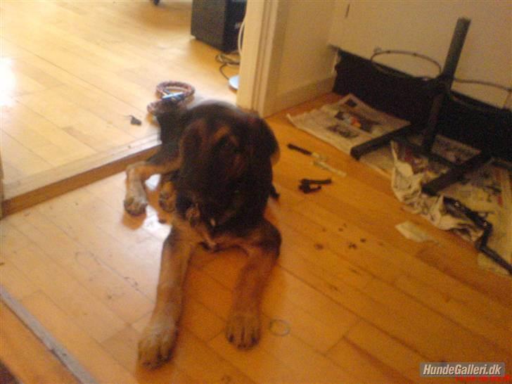 Blanding af racer Enzo Savner dig basse billede 5