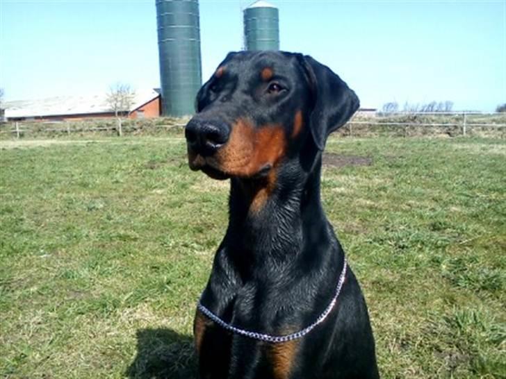 Dobermann Dobergaarden F. Diesel billede 3