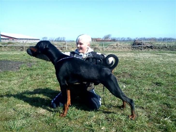 Dobermann Dobergaarden F. Diesel billede 9