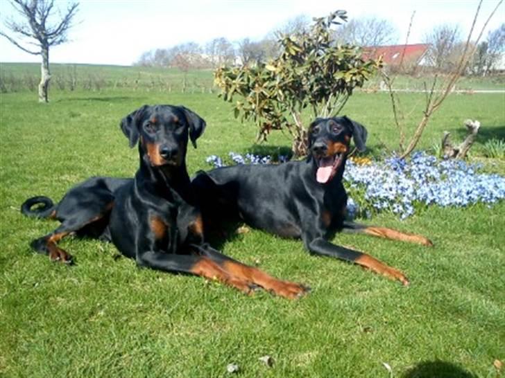 Dobermann Dobergaarden F. Diesel billede 10