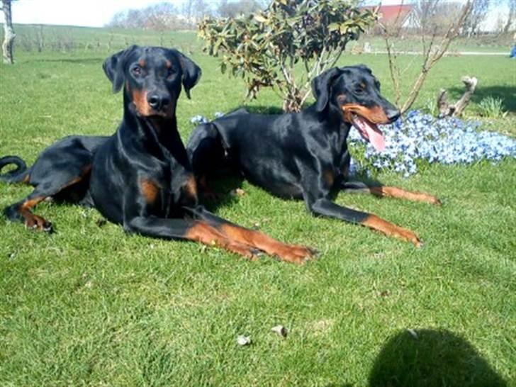 Dobermann kinnie billede 18
