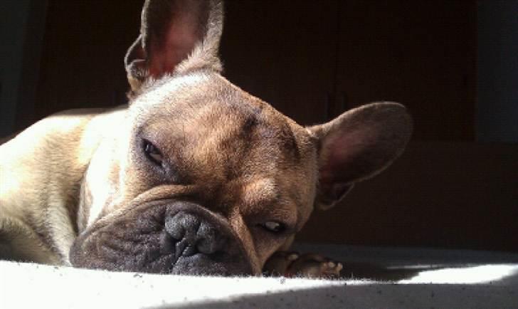 Fransk bulldog Leopold billede 20