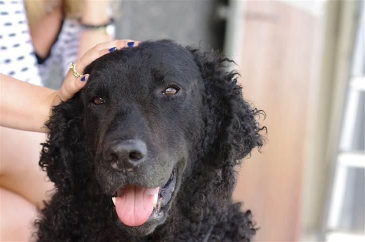 Curly coated retriever Tess - Velkommen til skønne Tess profil:D billede 1