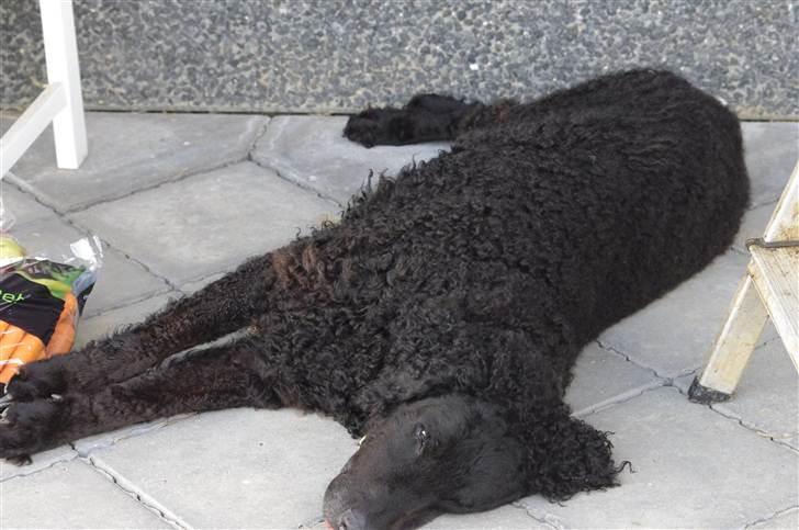Curly coated retriever Tess - Hun targer sig lige en morfar xD billede 2