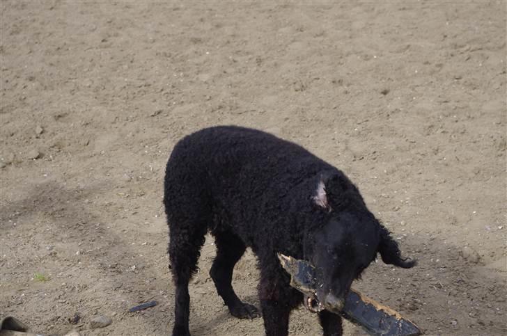 Curly coated retriever Tess - Hihi Tess leger med en pindxD billede 3