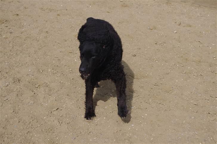 Curly coated retriever Tess billede 4