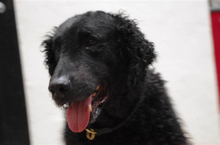 Curly coated retriever Tess - Smukke:D billede 5