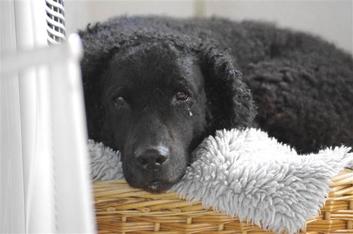 Curly coated retriever Tess - Nååår er du træt :´) <3 billede 6