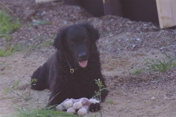 Curly coated retriever Tess - :´) billede 7