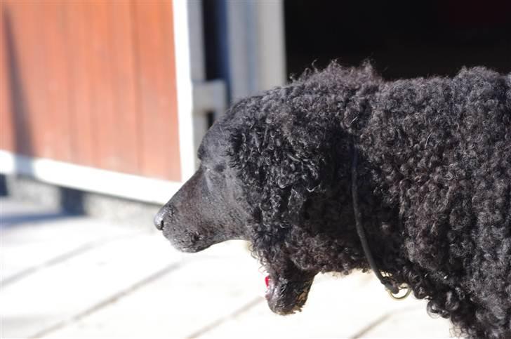 Curly coated retriever Tess - GAAB:D billede 8