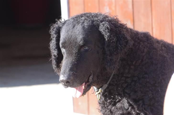 Curly coated retriever Tess - Smukke!!:D billede 9