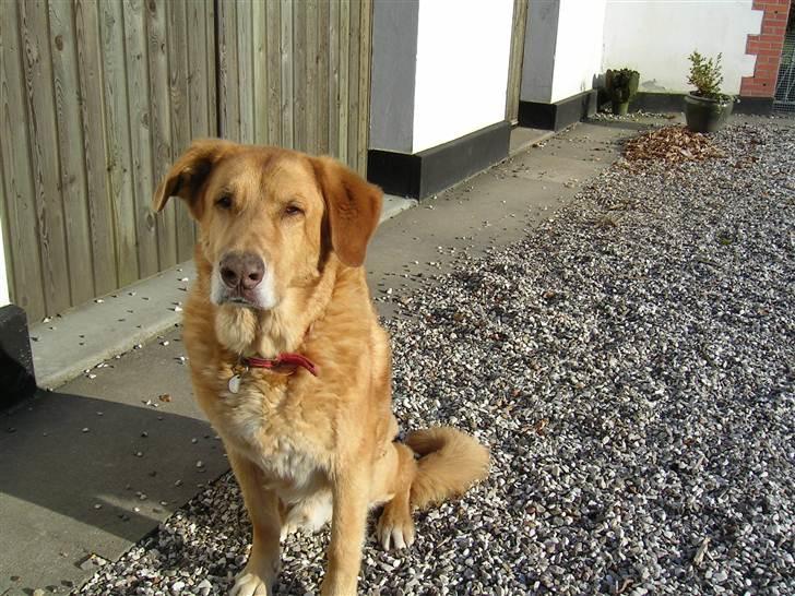 Blanding af racer palle  (Aflivet) billede 10