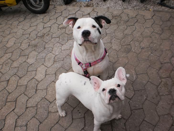 Amerikansk bulldog Berta - Berta & Punto<3 billede 8