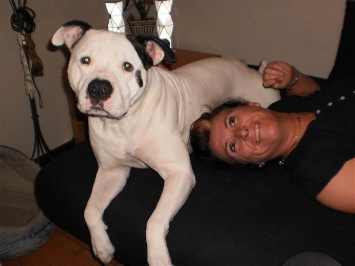 Amerikansk bulldog Berta - Berta & Moar billede 2