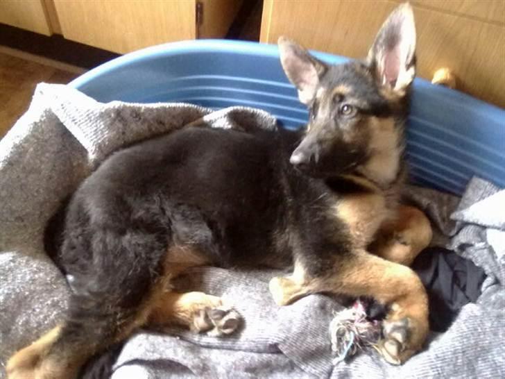 Schæferhund Milan billede 1