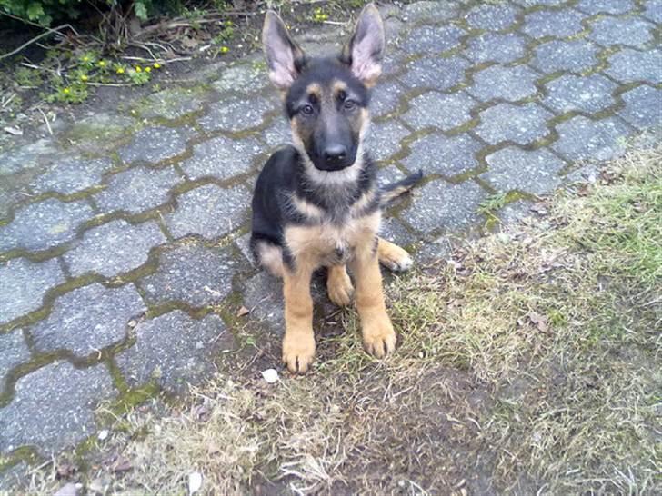 Schæferhund Milan billede 2