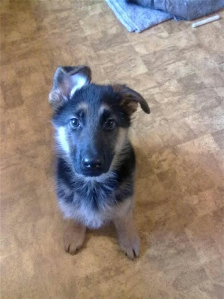 Schæferhund Milan billede 3