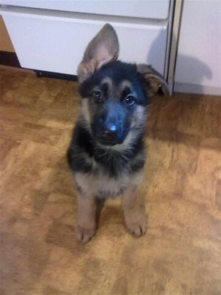 Schæferhund Milan billede 4