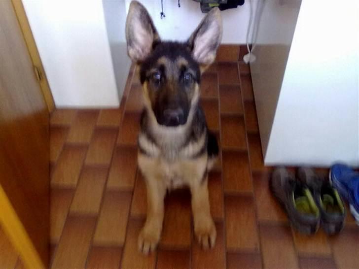 Schæferhund Milan billede 5