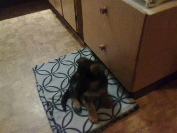 Schæferhund Milan - første dag hjemme i mit nye hjem  billede 6