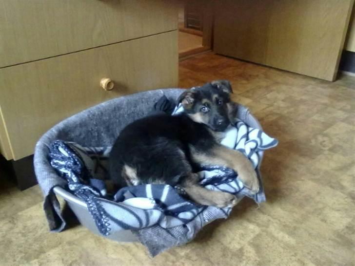 Schæferhund Milan billede 7