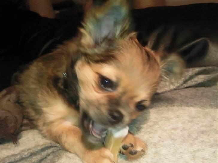 Chihuahua Gizmo - Altid godt med et ben :-) billede 2