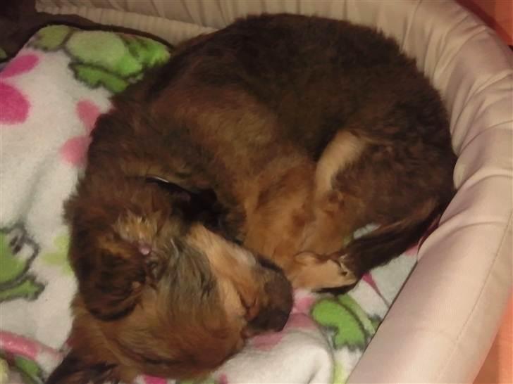 Chihuahua Gizmo billede 3